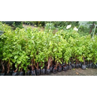 COMBO 5 CÂY HOA GIẤY  MIX MÀU