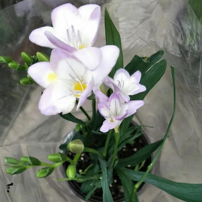 Củ giống hoa lan nam phi hoa màu trắng hồng