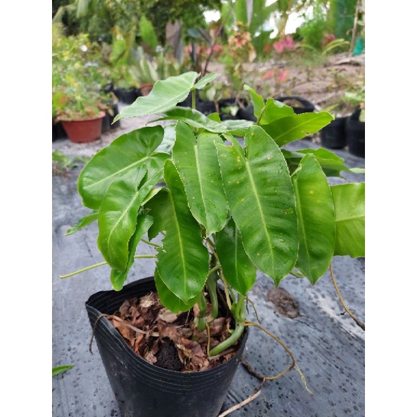 Trầu tỉ phú -burle marx