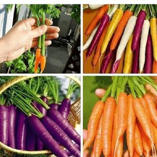 Combo 3 gói hạt giống cà rốt - 1 gói cà rốt tím-1 gói cà rốt tín hon-1 gói cà rốt nhiều màu