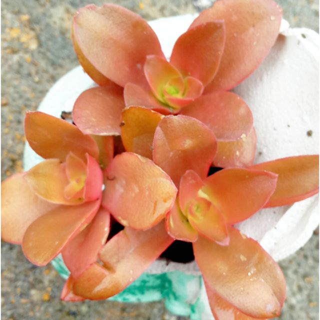 Sen đá tứ phương