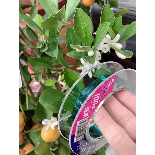 Cước săn hàng 3260 trắng xanh