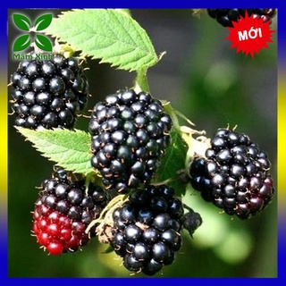 CÂY MÂM XÔI ĐEN RẤT KHỎE- CÂY PHÚC BỒN TỬ ĐEN