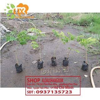 Combo 5 cây sưa đỏ cây giống cao từ 25-35 cm