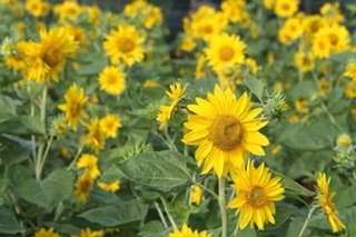 🌻🌻HƯỚNG DƯƠNG VÀNG CAO NHIỀU HOA