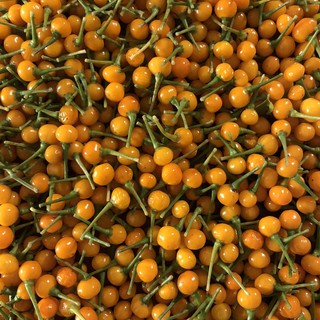 100 gram Quả Ớt Charapita-peru (tặng gói 40H hạt gióng)