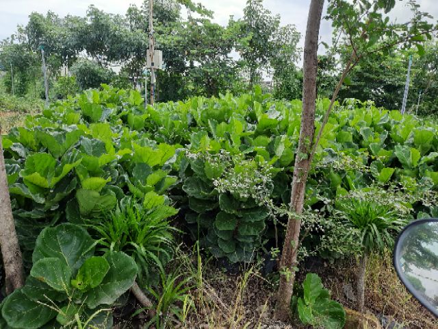 Cây bàng singapo cao 50 -70 ( loại nhỏ )