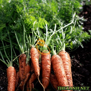 Bộ 1 gói hạt giống carot mini.