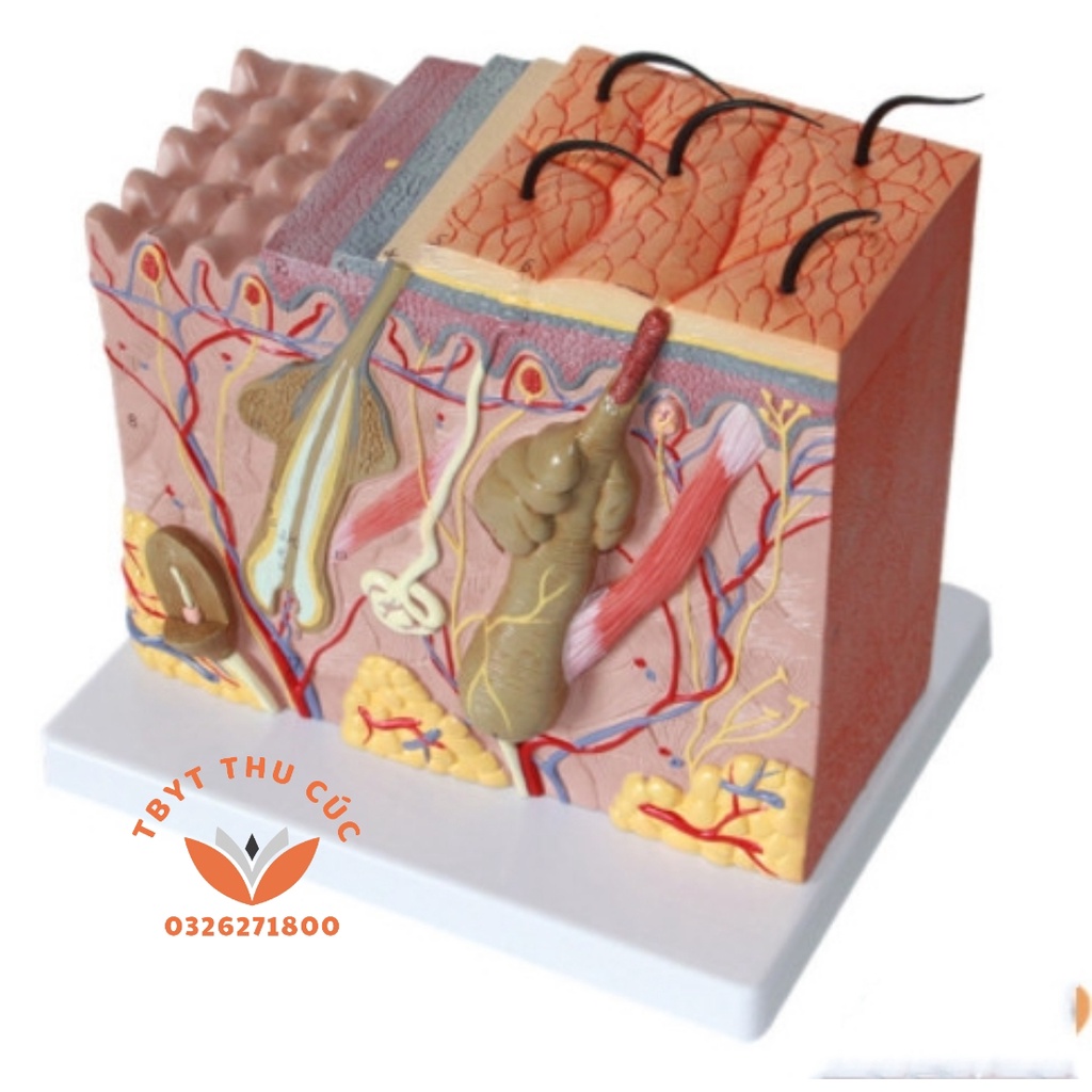 Mô hình da-Mô hình giải phẫu da 3D-có BẢN ĐỒ TIẾNG VIỆT