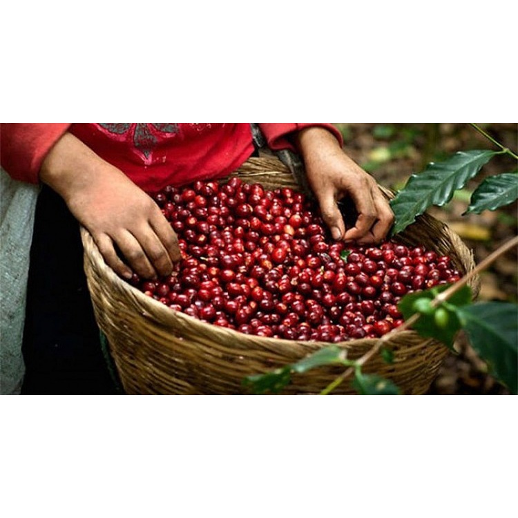 Cà phê Robusta Honey nguyên chất 100% E-SKY Coffee đắng đầm hậu ngọt pha phin pha máy cold brew 250g | BigBuy360 - bigbuy360.vn