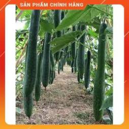 HẠT GIỐNG BÍ XANH CAO SẢN F1 GÓI 1 GRAM