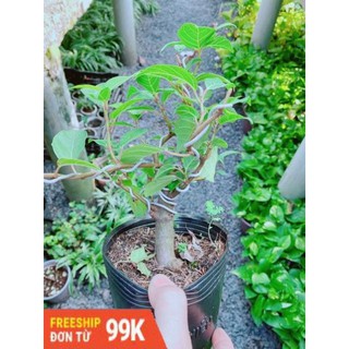 Cây Sung Bonsai
