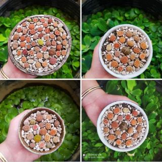 Sen mông đủ màu LITHOP ĐÁ SỐNG