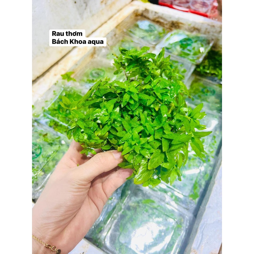 Cây Rau Thơm