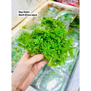 Cây thủy sinh - Cây rau thơm BKA
