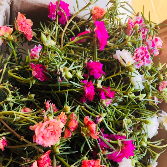 Hoa mười giờ 200 canh