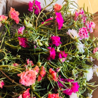 Hoa mười giờ 200 canh