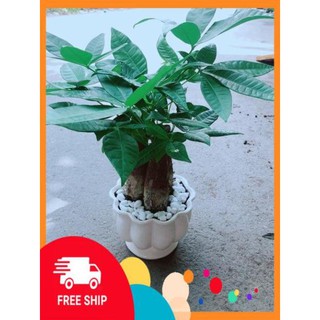 Chậu Kim Ngân 3 Thân Size Lớn