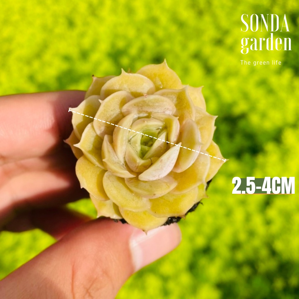 Sen đá ngọc bích SONDA GARDEN size mini 2.5-4cm cây cảnh trang trí nhà cửa, lỗi 1 đổi 1