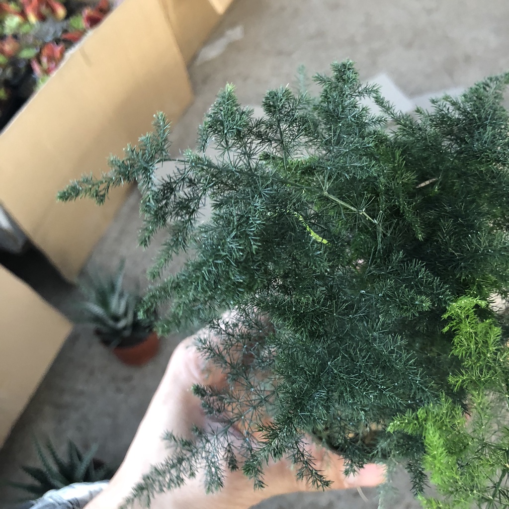 Cây thủy tùng - thủy tùng cao 15cm lá xanh tươi mang phong thủy tốt trang trí bàn làm việc