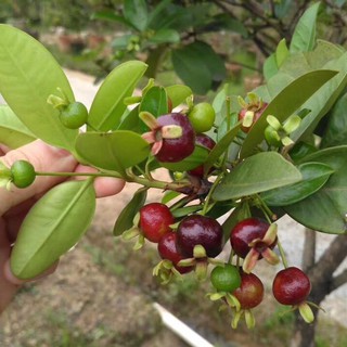 Cây giống cherry brazil (ảnh thật cây giống có sẵn tại vườn)