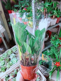 Kim Tiền Thái