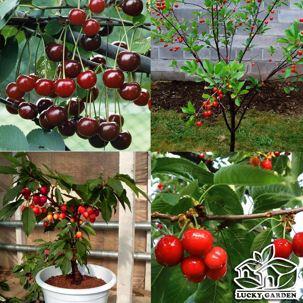 Hạt giống cây ăn trái cherry nhiệt đới 10 hạt - tặng kèm 3 viên nén kích thích hạt nảy mầm -HG1