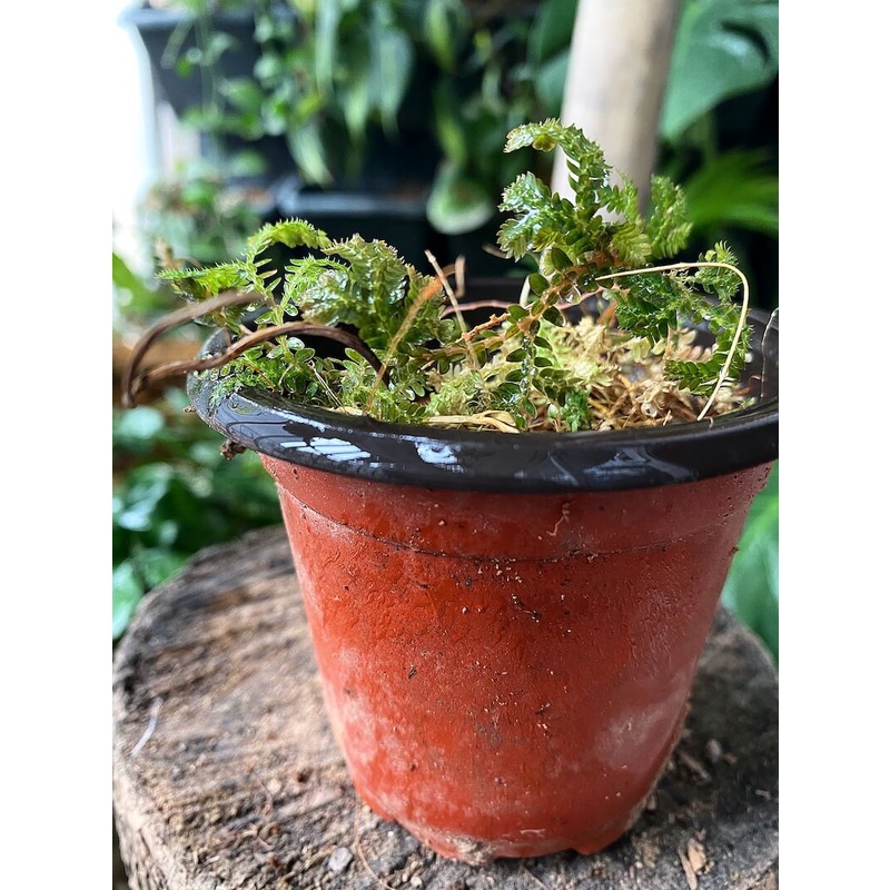 Cây Selaginella uncinata Blue Spikemoss  chậu nhựa 8cm