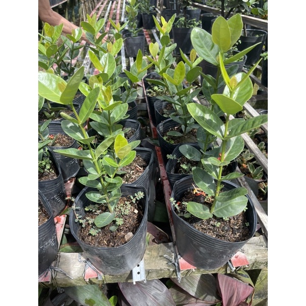Cây trang phụng hoàng cam
