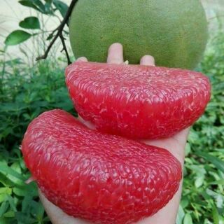 CÂY GIỐNG BƯỞI RUBY THÁI VỎ XANH RUỘT ĐỎ NGON NGỌT (ảnh thật shop chụp)