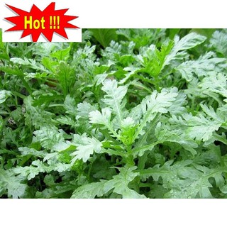 Hạt giống Rau tần ô (20g)