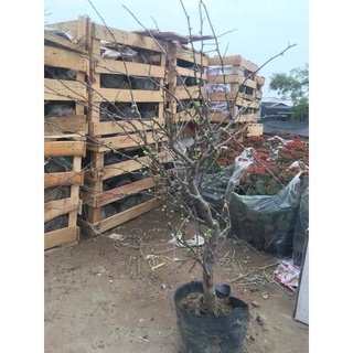 CÂY HOA MAI ĐỎ TẾT