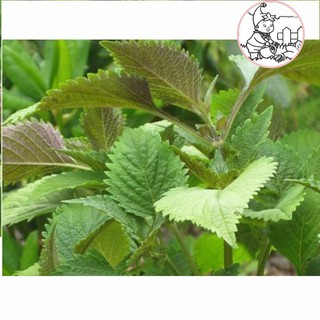 HẠT RAU TÍA TÔ - GÓI 2 GRAM