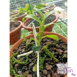 Lan Phi Điệp 🍀FREESHIP🍀 5 Cánh Trắng Phú Thọ [ Ươm Kie ]