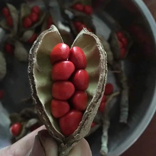 100g HẠT DỔI NẾP LOẠI ĐẶC BIỆT