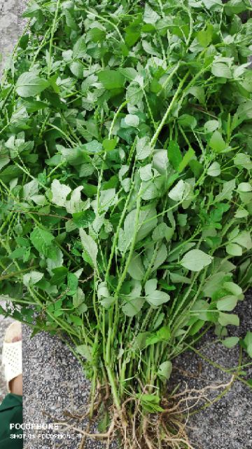 Cây Mần Ri tươi dùng làm thuốc