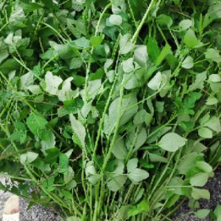 Cây Mần Ri tươi dùng làm thuốc
