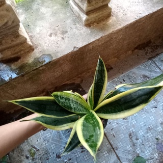 Cây lưỡi mèo vàng