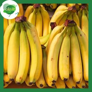 Chuối laba tiến vua đà lạt - 19k/kg