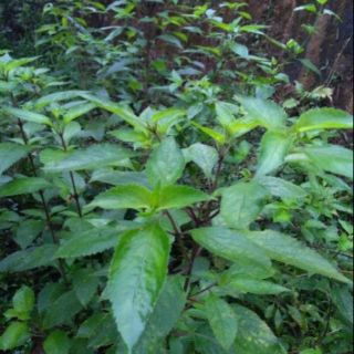 5kgHương nhu trắng tươi