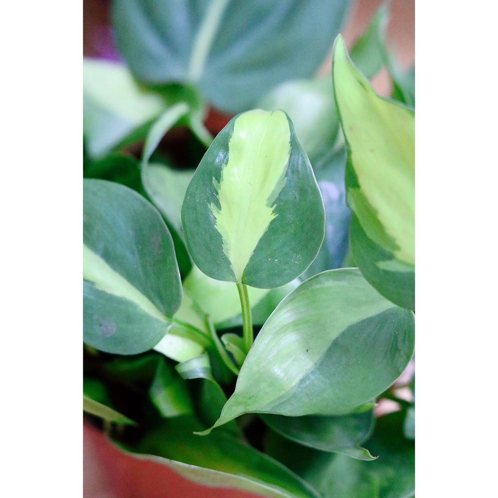 Chậu cây Philodendron hederaceum ‘Brasil’ (Philodendron ‘Brasil’) – Trầu Bà Brazil (Trầu Bà Brasil)