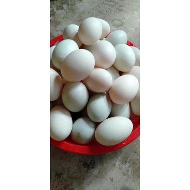 Trứng mới trứng vịt lạc 10 trứng