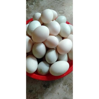 30 trứng vịt lạc trứng to