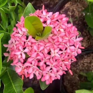 Cây giống hoa mẫu đơn