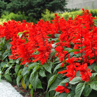 Hạt giống hoa xác pháo Italy VTP111 | Vạn Tín Store