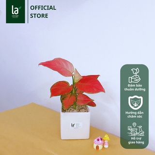 Vạn Lộc Hồng