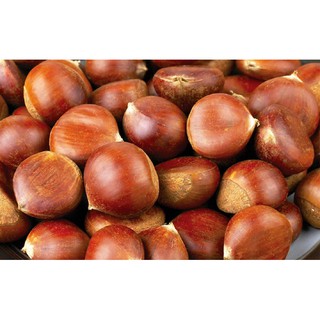 Hạt dẻ sống Trùng Khánh Cao Bằng