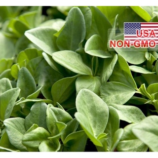 Hạt Giống Đậu Tằm Vicia faba - Nảy mầm tốt - Tặng kèm 1 gói bón lá và 1 gói kích nảy mầm, có tờ hướng dẫn trồng