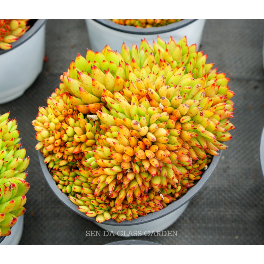 Sen đá Đế Vương Cam Crest GLASS GARDEN chậu 12cm - Thuần Khí hậu Đà Lạt - Lỗi 1 đổi 1