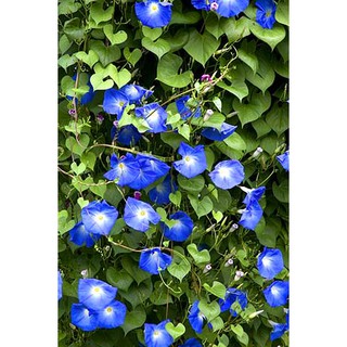 Hạt giống hoa Bìm bìm